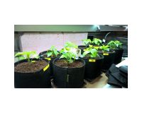Fabric Pot vaza  75 L