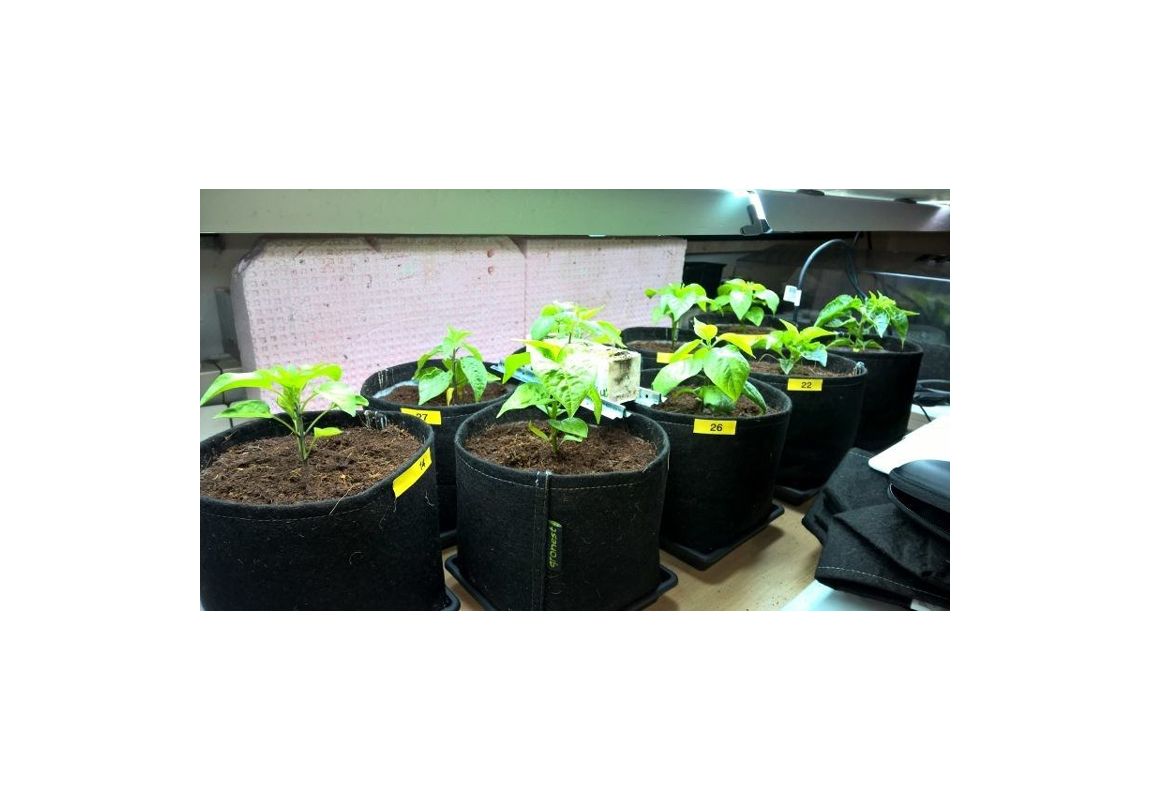 Fabric Pot vaza  75 L
