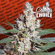 L.A. Amnesia - 50 sjemenki