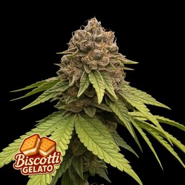 Biscotti Gelato