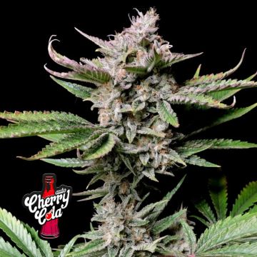 Cherry Cola Auto 3 sjemenke