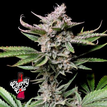 Cherry Cola Auto