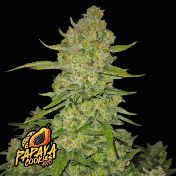 Papaya Cookies Auto
