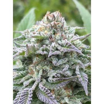 Gorilla King Auto - 5 sjemenki