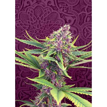 Purple Kush - 5 sjemenki