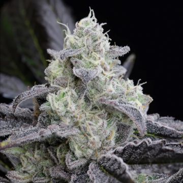 L.A. Vanilla Cake