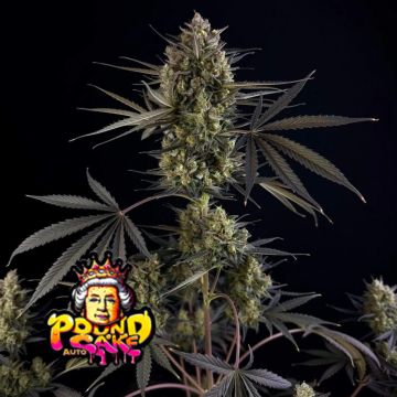 Pound Cake Auto