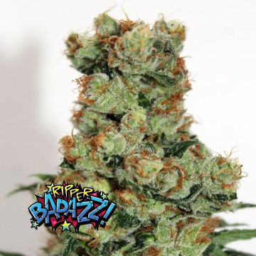 Ripper Badazz