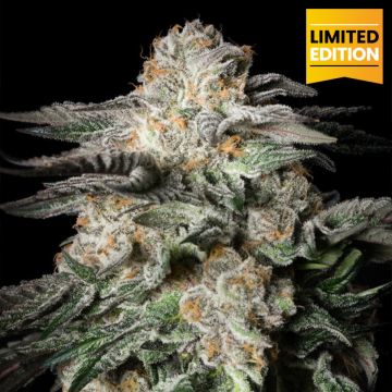 Mint Candy (Limited Ed.)
