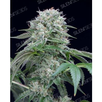 Starfire OG