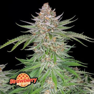 Strawberry Pie Auto
