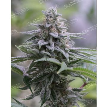 Zkittlez 2.0