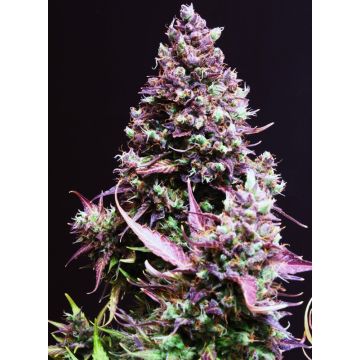 Auto Cream Caramel Sweet Seeds