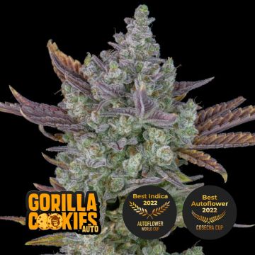 Gorilla Cookies Auto 3 sjemenke