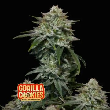 Gorilla Cookies (FF) 3 sjemenke