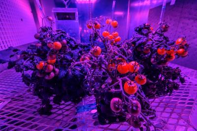 5 ključnih savjeta prilikom odabira LED svjetiljke za indoor uzgoj biljaka 